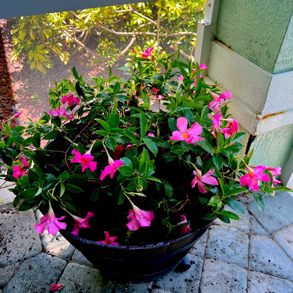 Meet your Posher, Jacquelyn